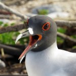 Swallow Tailed Gull