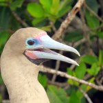 Red-footed Boobie