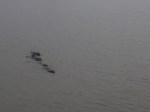 Water Buffalo swimming under the Tu Hien&nbsp;Bridge