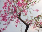 Hanoi Lunch by the lake&nbsp;(5)
