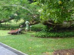 Singapore Fort Canning Park&nbsp;(8)