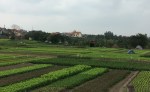 vegetable garden
